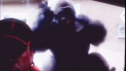 El impresionante ataque de gorila contra la ventana por una foto