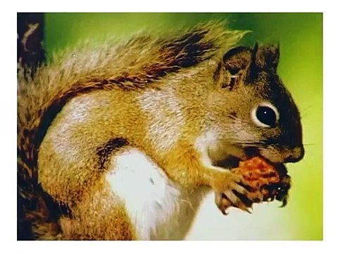 Учим песенку про барашка и названия животных! ПРО