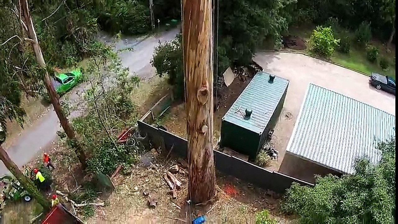 40 Metre Yükseklikte Ağaç Kesmek