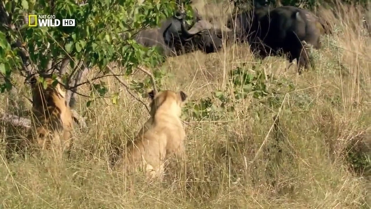 Wild discovery animals channel - National Geographic documentary