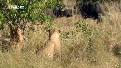 Wild discovery animals channel - National Geographic documentary - Animal planet HD #11