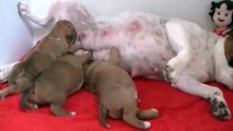 27ème vidéo La tétée avec les petits chiots staffies de STAFFORDLAND