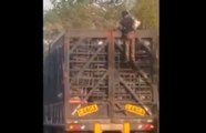 Un homme grimpe sur un camion en marche afin de voler des poulets (vidéo)