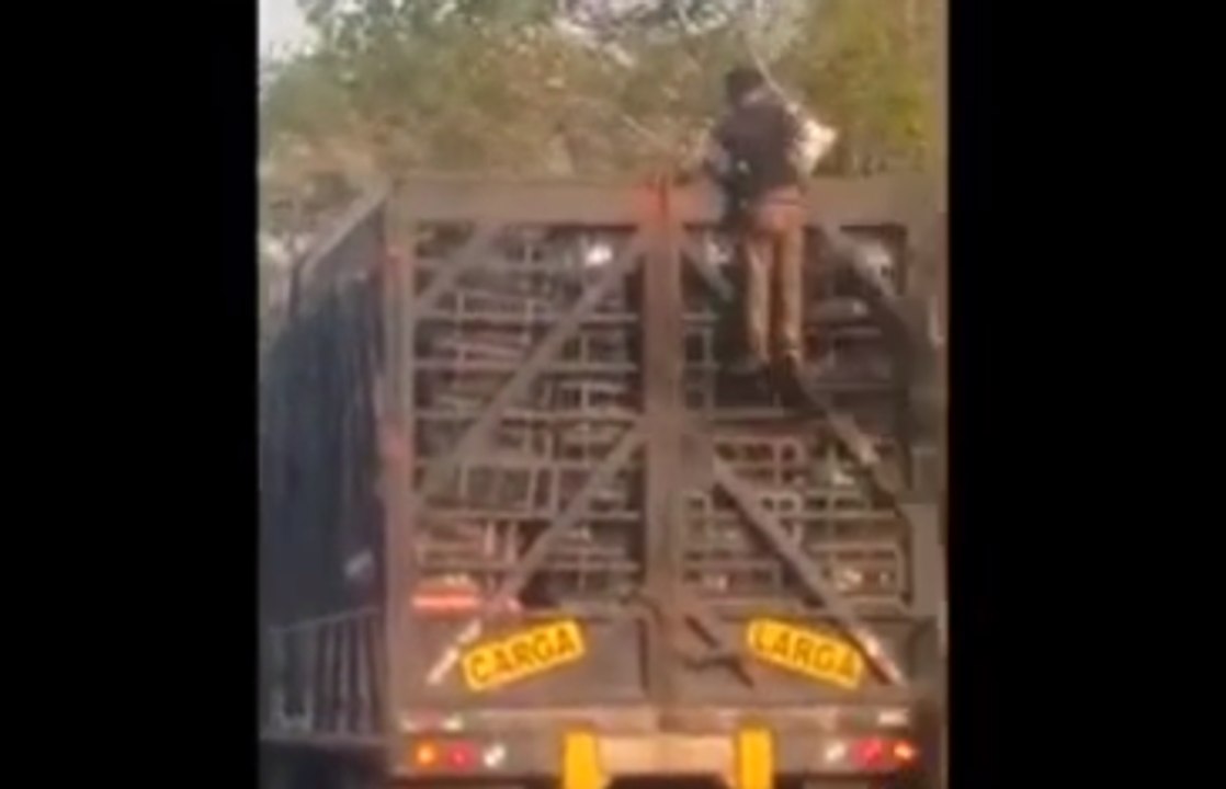 Un homme grimpe sur un camion en marche afin de voler des poulets (vidéo)