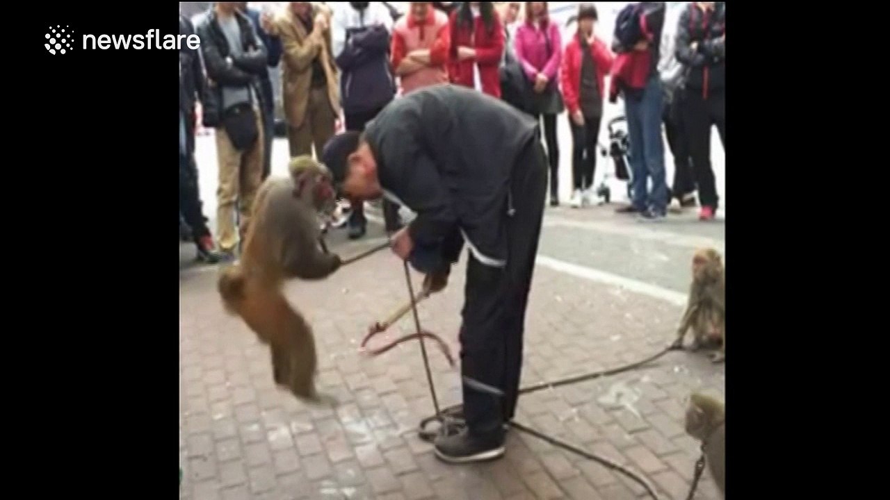 Monkey pulls down man's trousers