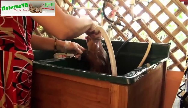 МИЛЫЕ И ЗАБАВНЫЕ ЛЕНИВЦЫ! Смешные животные видео приколы