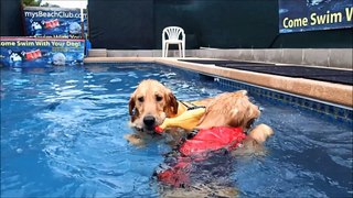 4 & 14 month old Golden Retriever Puppies swim with Chicken dog toy!