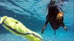 5 yo Doberman Grand Champion Blitz dives underwater in swimming pool!