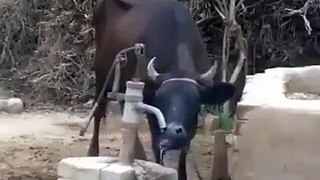 COW DRINKING WATER ON HIS behaif