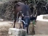 COW DRINKING WATER ON HIS behaif