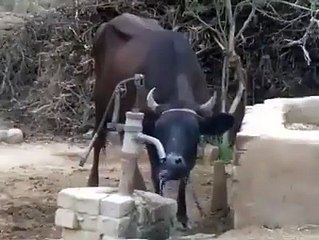COW DRINKING WATER ON HIS behaif
