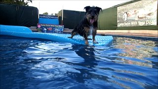 Terrier Ras catches splashes as Black Labrador Retriever Metta swims by