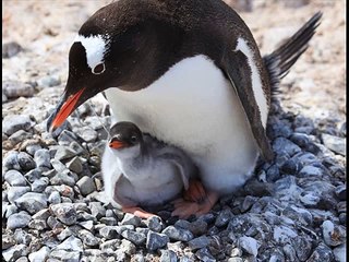 Gentoo Penguin - YouTube