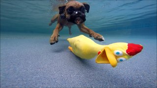 2 Boxers swim underwater in swimming pool to get chicken