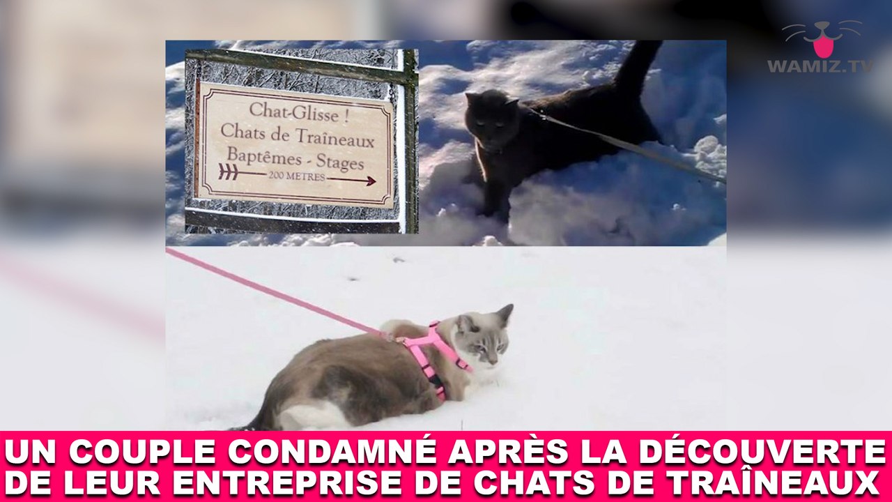 Un couple condamné après la découverte de leur entreprise de chats de traîneaux ! Les détails dans la minute chat #176