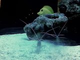 Marine Aquarium Shrimp @ Rudo