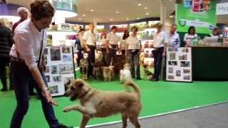 Amazing Stunt Dogs | Crufts 2016