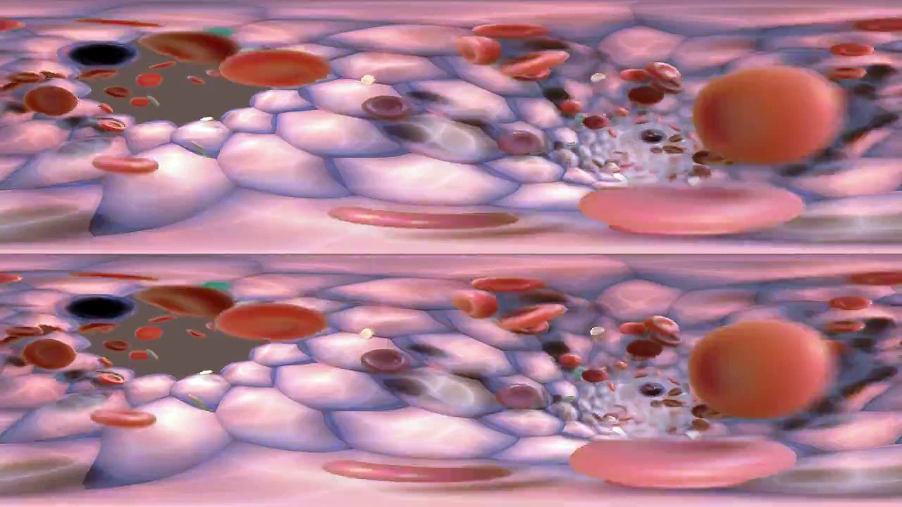 360° Blood Flow Animation (demo)