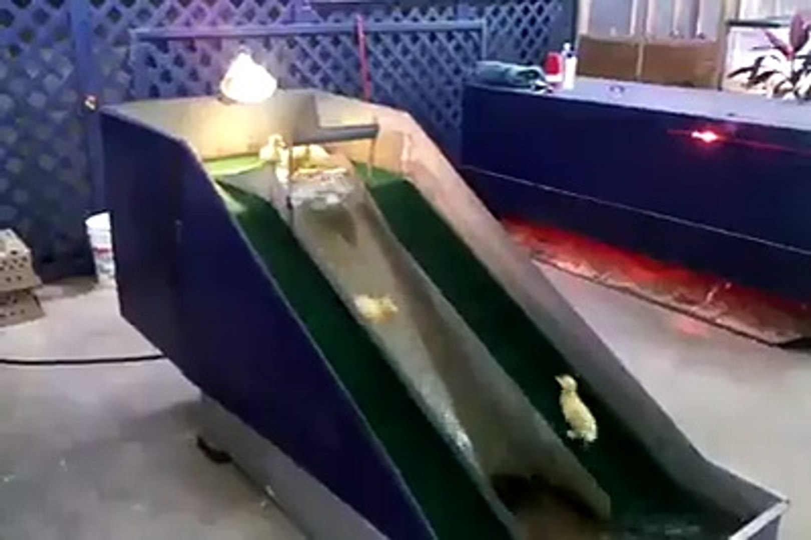 amazing !!