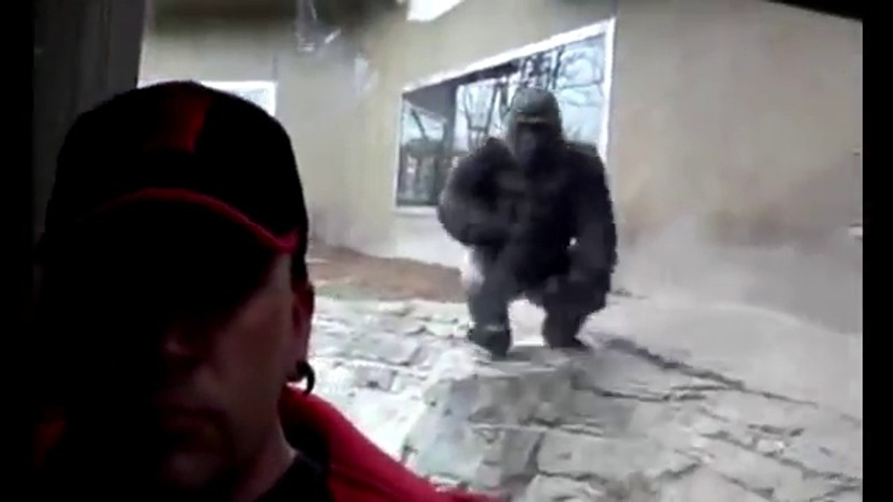 Se quiso tomarse una ‘selfie’ con un enorme gorila y lo atacó.