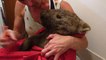 Un papy wombat sauvé de justesse