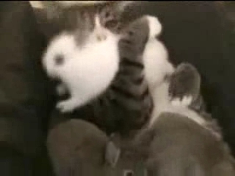 Cat and his bunnies