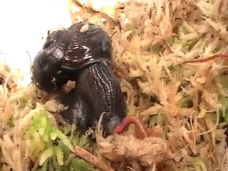 un escargot mange un ver de terre