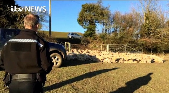 ITV News_116 sheep killed by dog 9Mar16