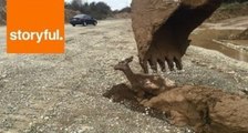 Heartstopping Rescue of Baby Deer Trapped in Mud