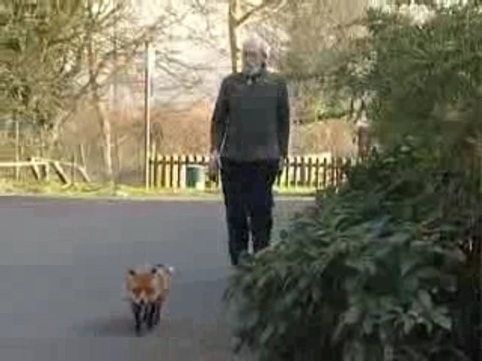 Man and fox