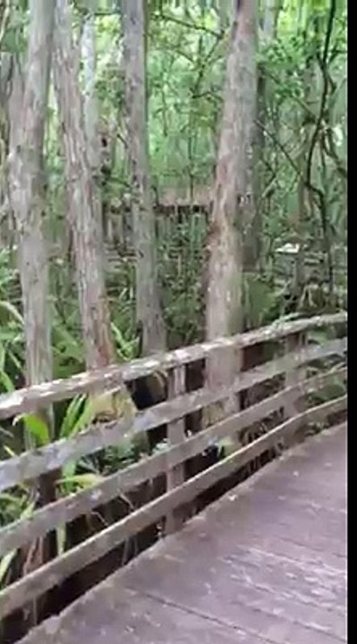 Une femme croise un puma pendant une promenade