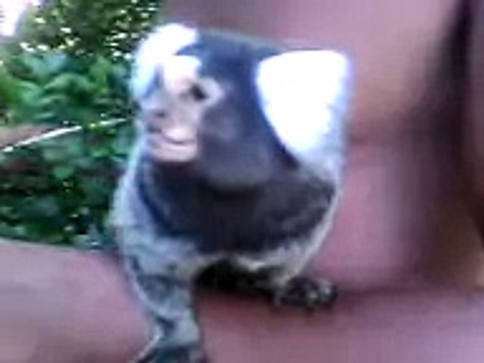 mico