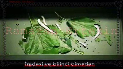 İpek Böceği Mucizesi