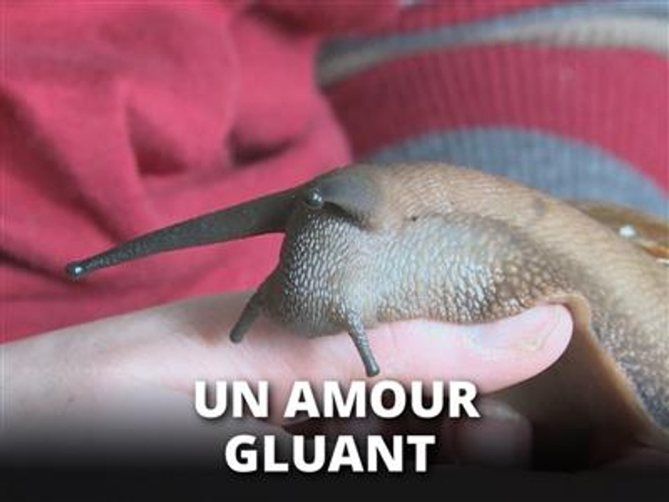 Un escargot comme animal de compagnie, pourquoi pas ?