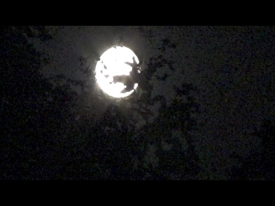 Full moon rising behind trees -   Vollmond schleicht sich hinter Büschen hervor