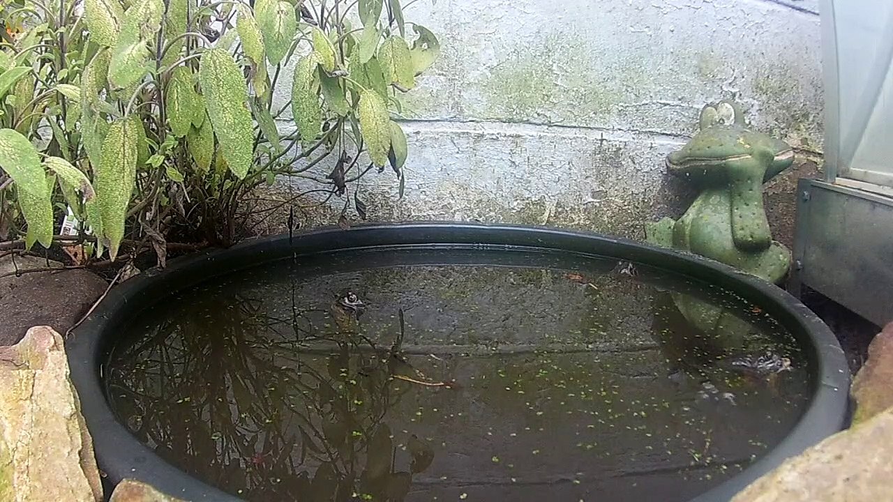 Het is lente in de vijver