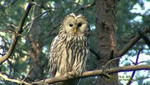SLAGUGGLA  Ural Owl  (Strix uralensis)  Klipp - 1423