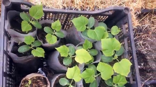 Как вырастить рассаду огурцов