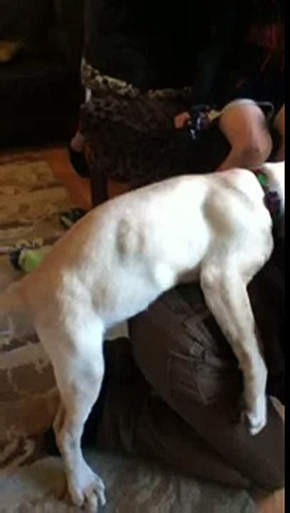 Dog humping my frend!!!!!!!!!!!
