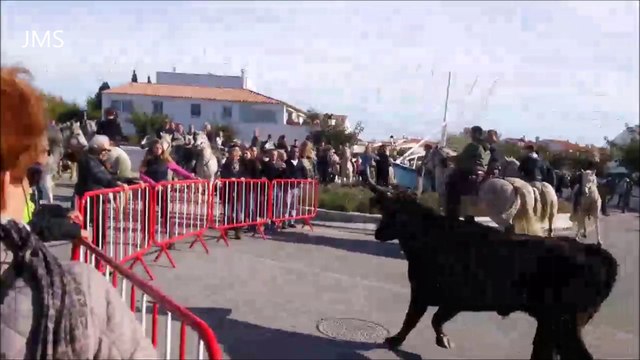 Saintes Maries de la Mer-Un taureau s'échappe-Arrivées des Abrivados longues en ville-11nov.2014.