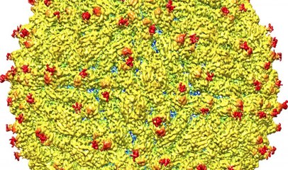 What the Zika virus looks like
