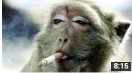 MONKEYS  Funny Monkey Videos 2016_ Best Funny Videos
