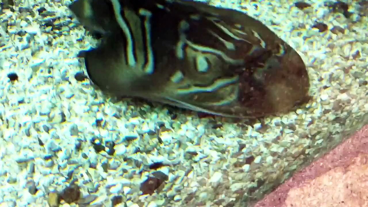 Funny animals