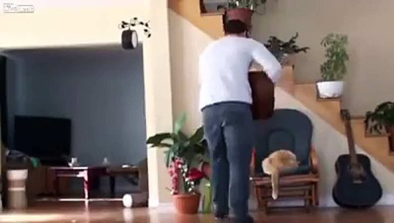 Cat Gets REVENGE!!!! by Funmediaa