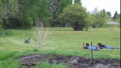 Geese Attacks Kids!! HAHAHA by Funmediaa