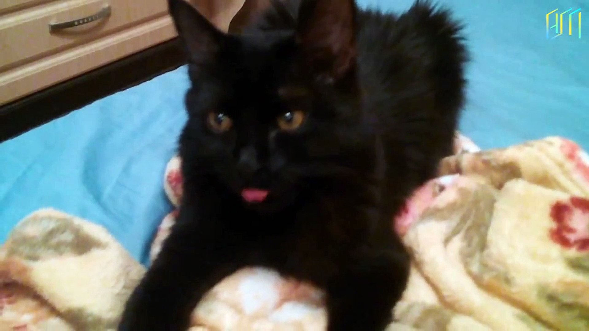 funny animals video | funny animals | 16