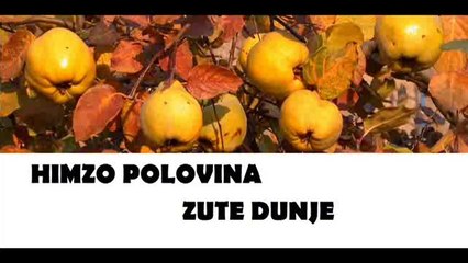 HIMZO POLOVINA-ZUTE DUNJE