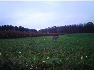 Deer Activity Report: The Rut Isn't On Yet