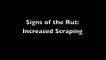 Signs of the Rut: Increased Scraping