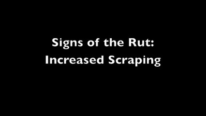 Signs of the Rut: Increased Scraping